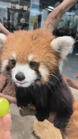Red panda #redpanda #lovely #animals #wildanimals #amsr 