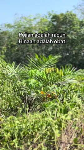 #fyp #sawit #sawitontiktok #sawitriau #sawitkalimantan 