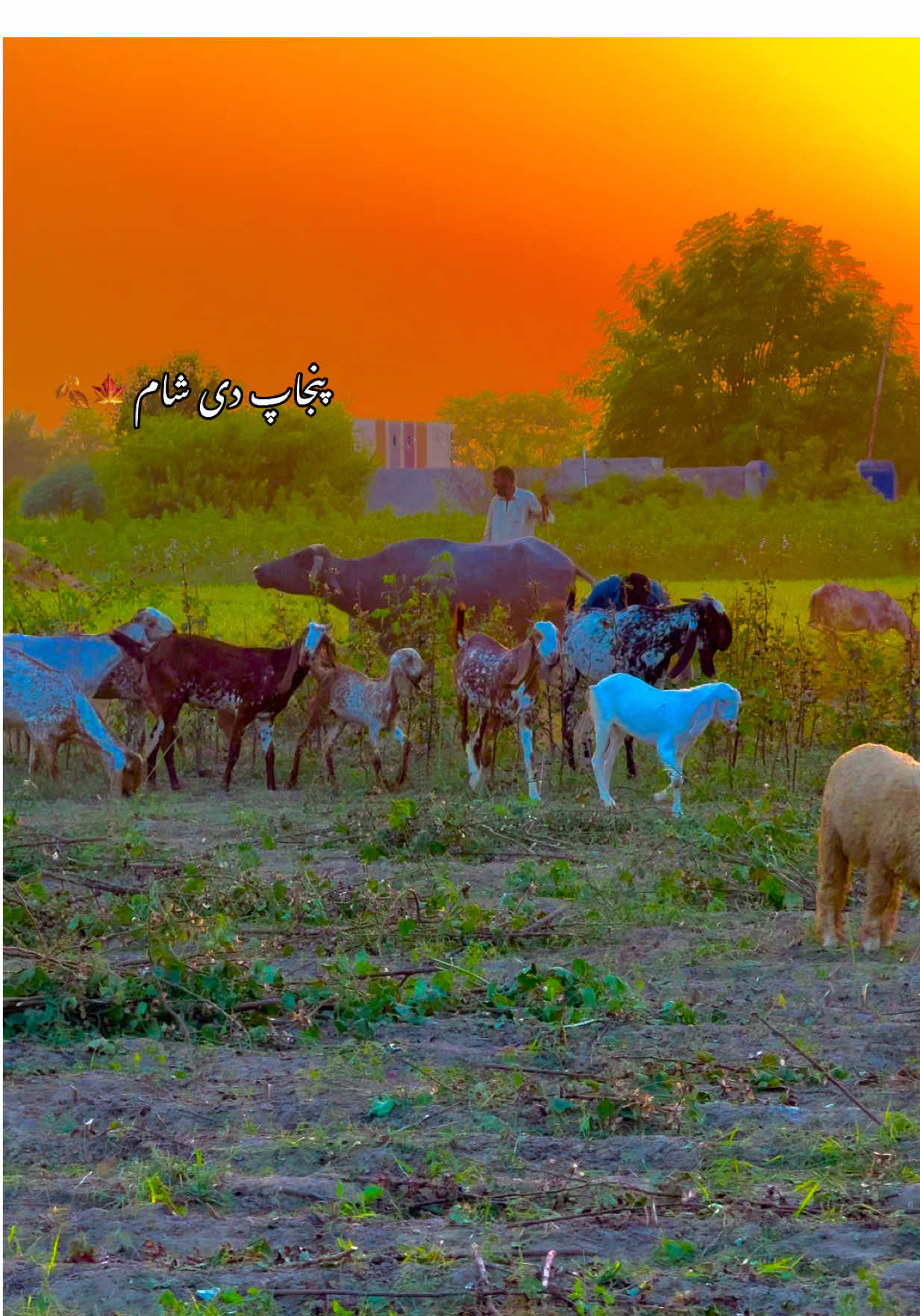 View 🥀💔🥹🍁🍂#fyppppppppppppppppppppppp #pindanathayala #میرا_سہنا_پنڈ_ناتھے_الہ_ضلع_بہاولنگر #Trending #pendawaly_star 