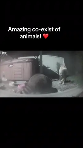 Amazing animal co-exist!  #coexist #coyote #raccoon #skunk #wildanimals 