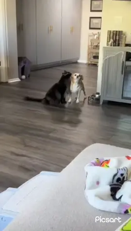 #jojo #mem #memes #animals #cat #dog #anime 