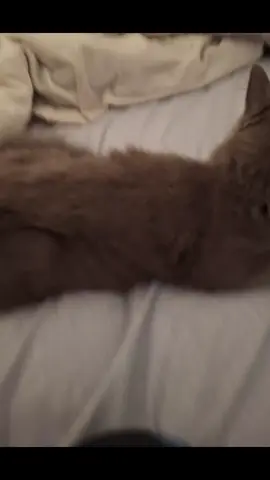 #funny #tiktok #cats #cute #Love 