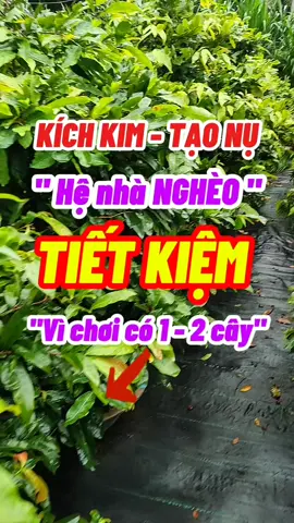 Kích nụ - kích kim dành riêng cho anh/em đam mê vườn nhỏ có 1 - 2 cây mai nhưng muốn Tết được rộ nụ nhiều hoa#maivangmiennam #maivangmientay #maivang #xuhuong 