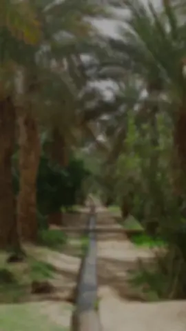 #النخلة