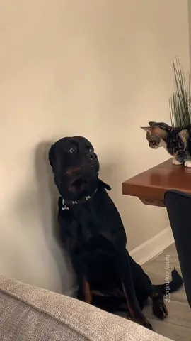 Dogs are afraid of Cats on TikTok.#cat #cats #catlover #catsoftiktok #funny      