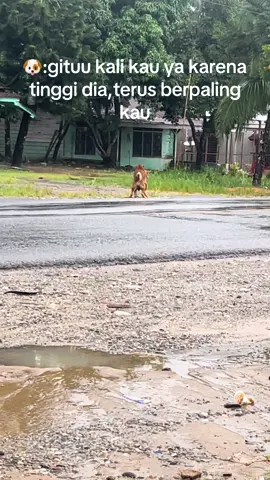 🐶💔
