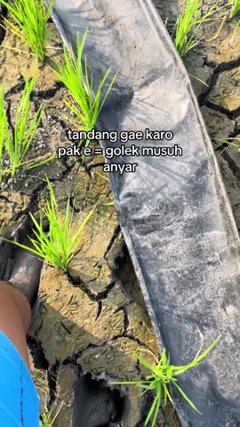 ora enek bener e blas musuh pak ku🗿 #musuhterlihat #petani 