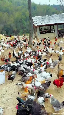 #fentysuperbrandday #birds #farmlife #lovelyanimals 
