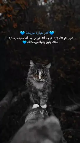 #اكسبلور #عبارات #صعدو_الفيديو #تصميم_فيديوهات🎶🎤🎬 @TikTok LIVE MENA 