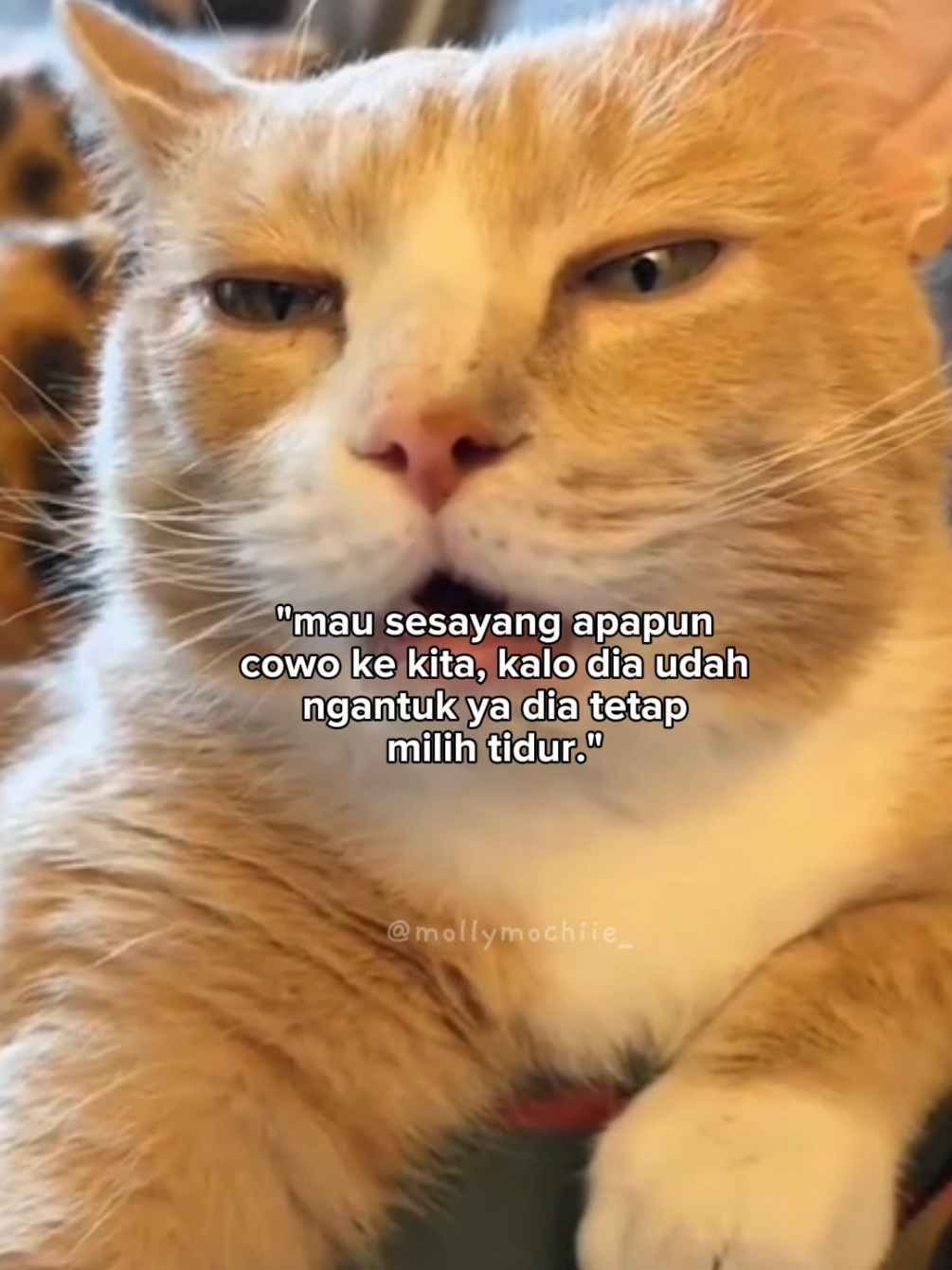 😌😪 #fyp #foryou #kucing #kucinglucu #relateable 