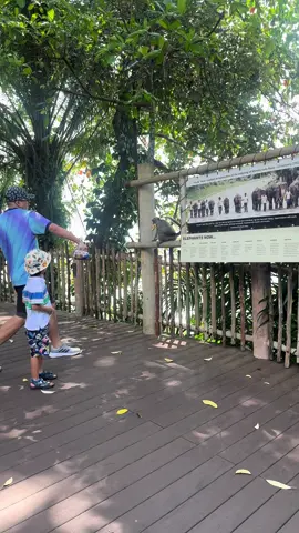Can’t believe I caught this video. The monkey stole the kids food and the dad wasn’t happy. #fyp #singapore #zoo