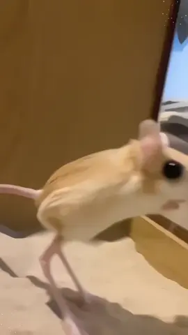 Happy long-eared jerboa.🐰🐰#happy #foryou #cute #funnyvideo