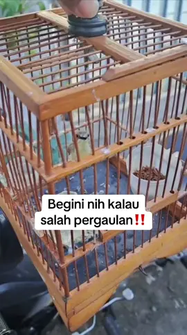 Rametuk laut gacor materi kenari full‼️ #rametuklautgacor  #rametuklautisiankenari #rametuklautfullmateri #rametuklautjantan