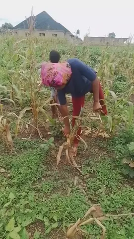 ##goviraltiktok 