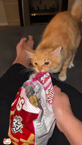 Food-crazy cat#catsoftiktok #cats #funnycat #fyp #cutecat
