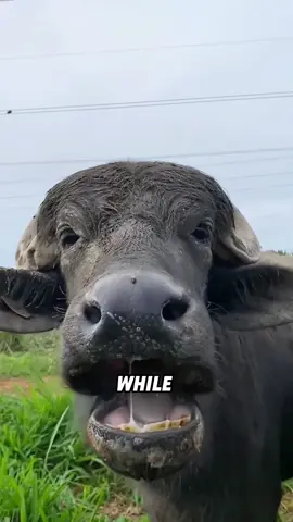 Buffalo eating grass #tiktok #animals #cute #fyp #foryou #viral 