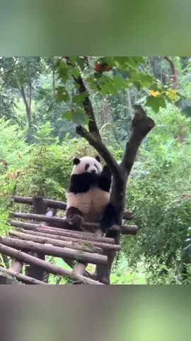 Nhìn ẻm thấy réc thiệc chứ cứ lắc lắc 🤣🤣 #huahua #panda #cole #hoahoa #hoahoapanda 