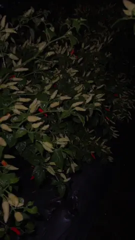 Pemandangan malam dan siang dikebun cabe rawit😍😍 #caberawit #petanicabe #kebuncabe #ori212 #bensu