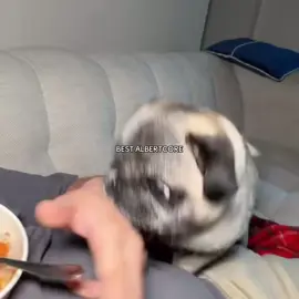 J’étais obligé de refaire un best of 😂 tous ces vidéos viennent de snapkat y’en a pleins d’autres ajouter moi : cyril_sc
