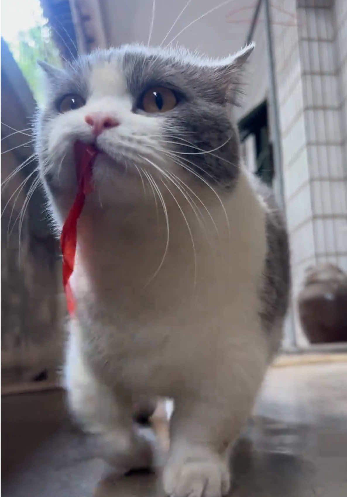 😎😎😎 #面白い #TikTokの猫たち #可愛い猫 #キティ #猫たち    