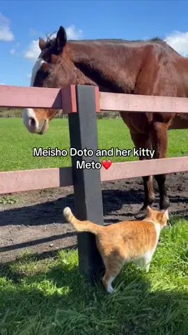MEISHO DOTO IS A STALLION MY BAD I WAS SLEEPY CREDS: @sametokaiuno on TWT #meishodoto #umamusume #horse