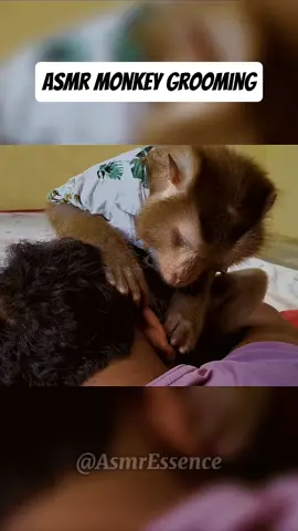 Asmr Monkey Grooming #asmr #relax #foryou #fyp #sleep #asmrgrooming #sleepsounds #monkeygrooming #asmrmonkey #asmrmonkeygrooming 