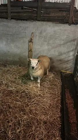 ✅Can’t wait to see how this boy breeds😙💥 #irishtexelsociety #lambing2026 #ballinastacktexels #fyp 