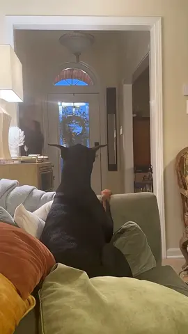 Even dogs are afraid of Mom #funnydog #dog #funnyvideos #funnymoments #tiktok #Foryou #tiktokdogs #funnyvideo #dogs #funnytiktok 