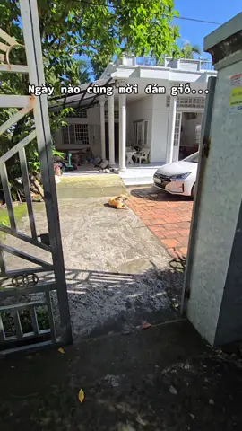 Gấu Phần 818: Tắt mic, ko cho từ chối😁😁😁#xuhuong #petcung #trending #dog 