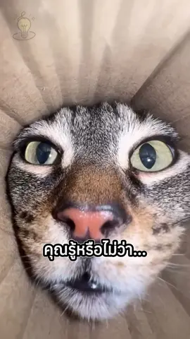 ค้นพบ แมว ชนิดใหม่ 🐈🐈‍⬛ #รู้หรือไม่ #fypシ゚ #ทาสแมว #catworld #ไวรัล 
