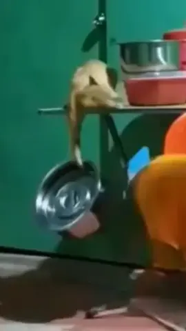 pag to binitawan ko ililîgaw nila ako #4u #cat #viral 