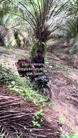 #petanisawit #petanimuda #kulisawit #storysawit #fyp 