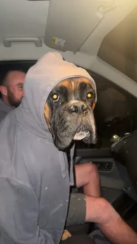 New apprentice liking the middle seat #boxerdog #vanlife 