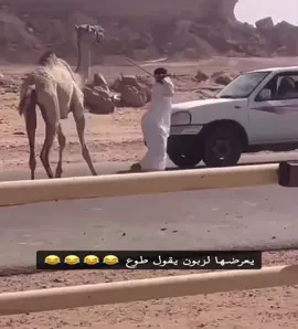 #الابل_عطايا_الله_عشاق_البداوة_🐪😍 #اكسبلور #ترند #الشعب_الصيني_ماله_حل😂😂 