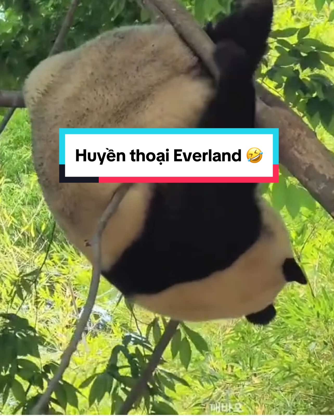 Huyền thoại Everland ngày đó ẻm quậy xám hồn 🥰❤️#fubao #panda #gấutrúc #babypanda🐼🐼 #pandacutee🐼 