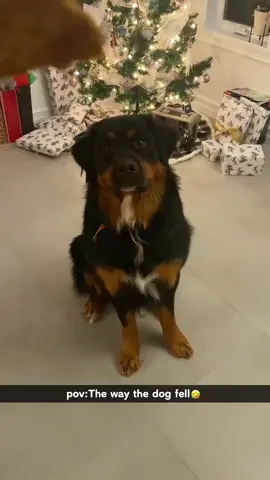The way the dog fell🤣🤣#dog#funny#funnyanimals#funnypets#animals #dogsofttiktok #pet #foryou #longervideos