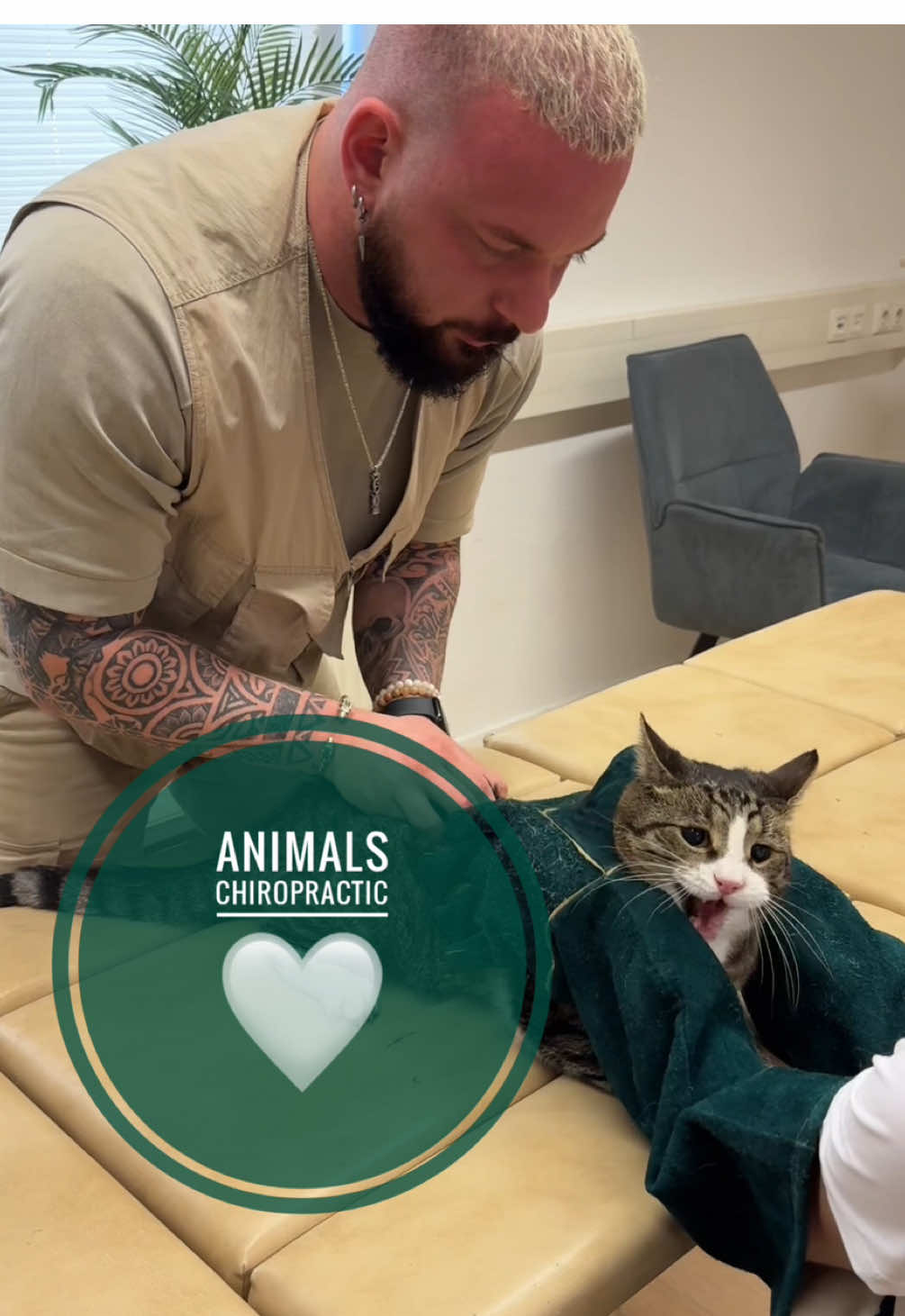 Cat with back pain 🥹🥹🥹🥹 • • • #foryou #asmr #animal #chiropractortiktok #hundeauftiktok 