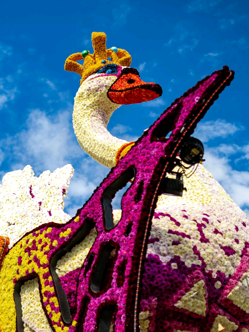 ENDING WITH A BANG 🎉👑 The Flower Parade Vollenhove 2025 closed in style with “Queensland” by ’t Jakan. A massive festival stage rolled through the streets, bursting with color, music and party vibes, all made of real dahlias 🌸✨ They finished in 8th place but also scored the 2nd prize for lighting. A true grand finale! Next edition: August 26, 2026 🙌🔥 #corsovollenhove #flowerparade #netherlands #dragqueen #Pride 