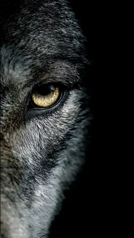 👁 Eyes of the Wolf: Silent, Wild, Eternal 🐺❄️ A wolf’s gaze is more than a look — it’s loyalty, instinct, and untamed spirit. In golden eyes and icy stares lives the heartbeat of the wilderness. Once you meet their eyes… the wild never leaves you. 🔥  #wolfgaze #wolfeyes #wildwolves #wolfpack #majesticwolves            