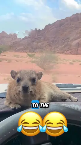 #funnyvideo #talkingdog #talkingcat #voiceover #animalsoftiktok 