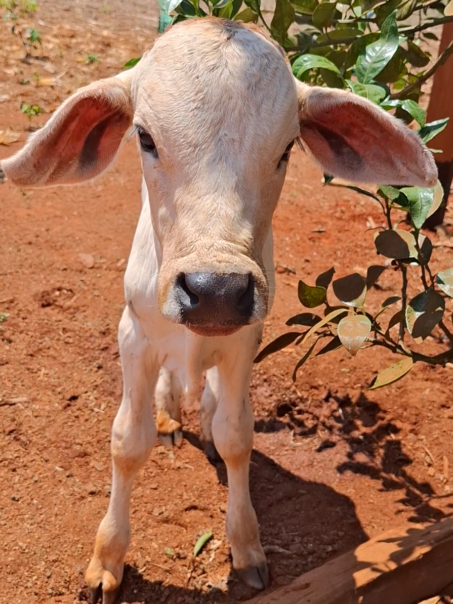 Petisco ou Pitico? 🥰🥰 Tá com carinha de Petisco😍
