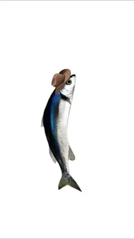 SpinningFish#SpinningFish #fish #animals #pet #pets #fyp #foryou #foryoupage #viral 