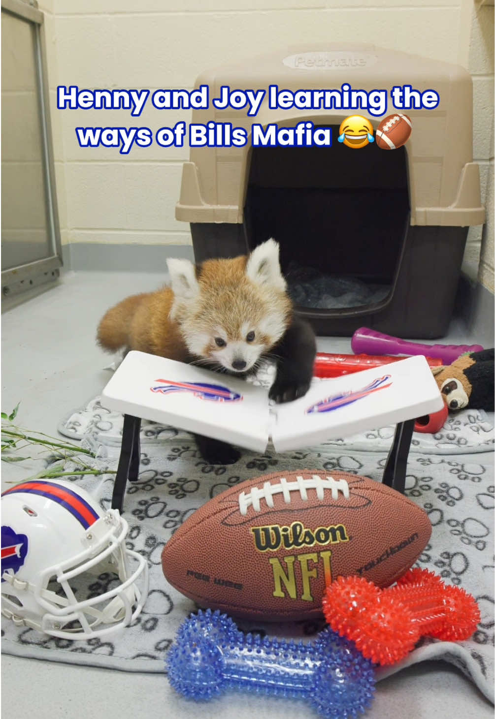 Gotta start them young 🔵🔴🏈  Our red panda cubs Henny and Joy are officially Bills Mafia members and ready for Sunday’s game! GO BILLS!!! 😤 @Buffalo Bills • • • • • #BillsMafia #GoBills #NFL #BuffaloBills #Buffalo  