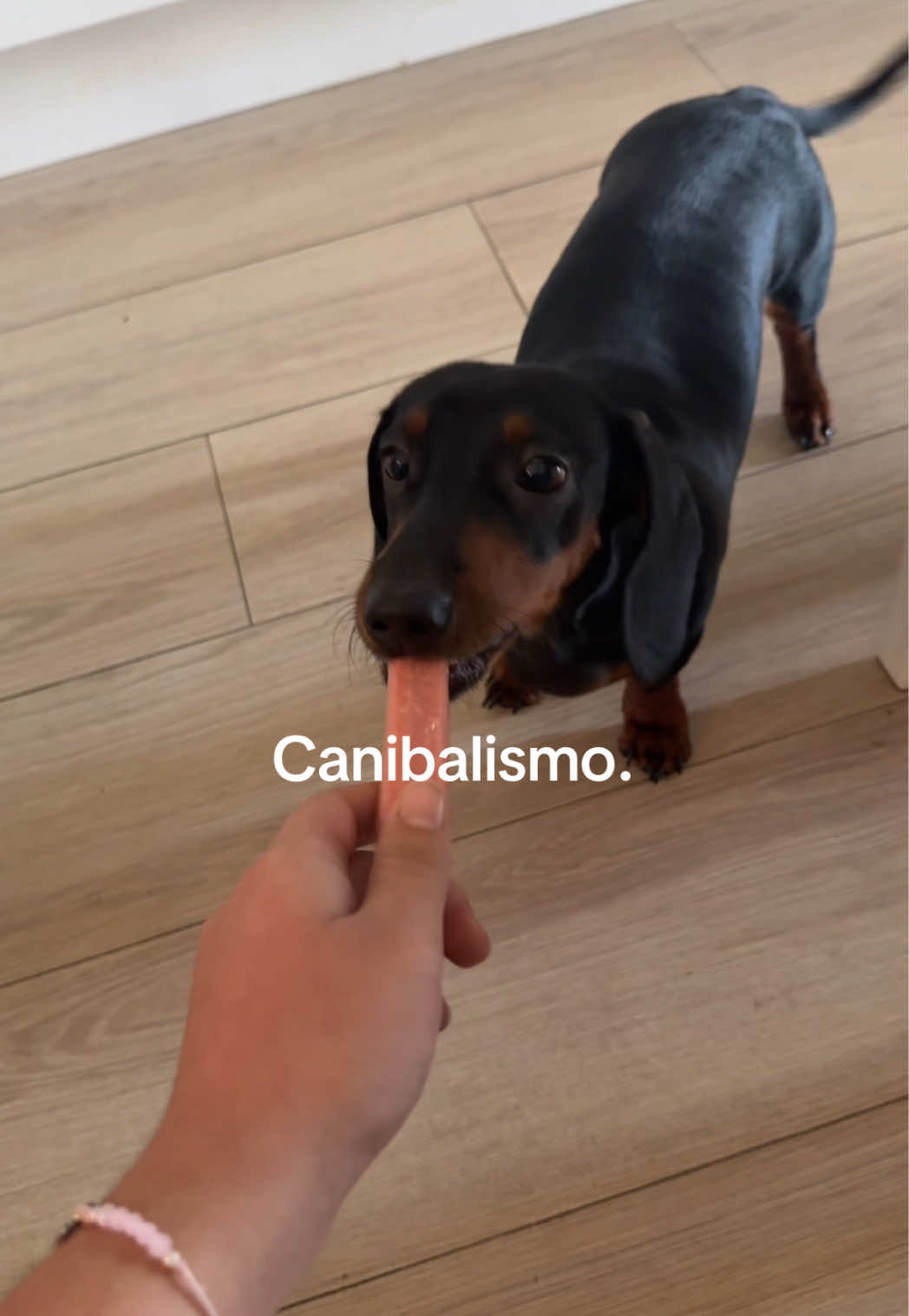 como da marcha atrás JAJAJAJAJ #dachshund #teckel  #salchicha #parati #humor 