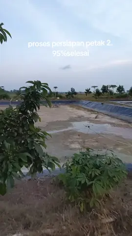 proses persiapan tebar petak 2 #persiapan #tebar #vanami #airtawar 