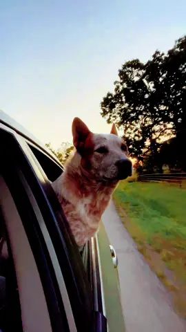 A dog’s years are short, but their love lasts forever. #australianshepherd #dogsoftiktok #dog #farmlife #fyp 