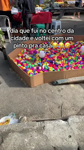 Já saiu parte 2 🤣🤣🥰#pintinho  #animais  ##cores  #palmares  #funk 