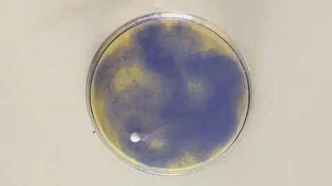 Sodium Chase in RamZland!⚗️ 2Na+2H₂O→2NaOH+H₂ #STEM #Experiment #RamZland
