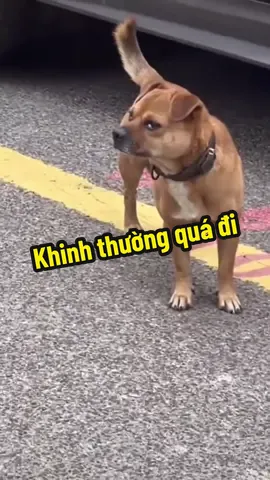 Ánh nhìn khinh thường  #vuive #haihuoc #giaitri #vuinhon #troll