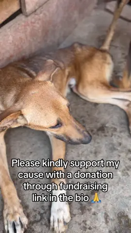 Please kindly support my cause with a donation through fundraising link 🔗 in the bio please 🙏  #helpmeplease #dogsoftiktok #shelterdog #sickdog #doglovers 